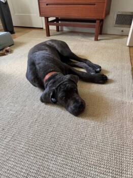 AUGUSTUS* -  Cane Corso Dog for Adoption in Santa Cruz, California - AUGUSTUS* | PetCurious