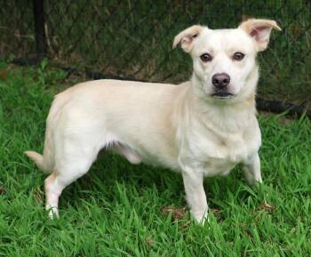 Bart -  Labrador Retriever and Retriever Dog for Adoption in Harrison, New York - Bart | PetCurious