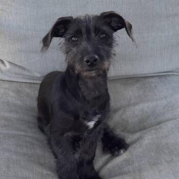 Boomer -  Terrier and Mixed Breed Dog for Adoption in Las Vegas, Nevada - Boomer | PetCurious