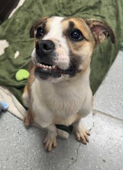 Mixed Breed Dogs Available for Adoption - June | PetCurious