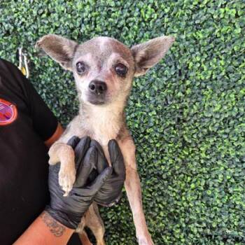 61195964 -  Chihuahua and Mixed Breed Dog for Adoption in El Paso, Texas - 61195964 | PetCurious