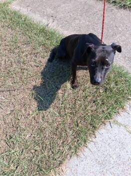 Rescue Pit Bull Terrier and Mixed Breed Dogs for Adoption in Houston, Texas - A644094 | PetCurious