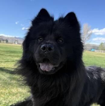 Chow Chow Dogs Available for Adoption in Golden, Colorado - Meli | PetCurious