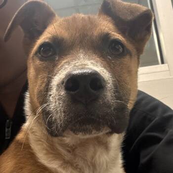 Mixed Breed Dogs Available for Adoption in Columbus, Georgia - 04/21/2026-Stray-IronstoneCourt | PetCurious