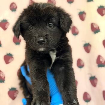 River -  Great Pyrenees and Mixed Breed Dog for Adoption in San Antonio, Texas - River | PetCurious