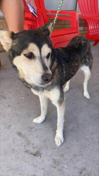 61603604 -  Husky and Mixed Breed Dog for Adoption in El Paso, Texas - 61603604 | PetCurious