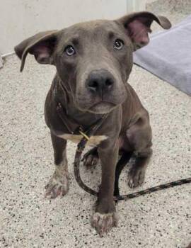 Navy -  Pit Bull Terrier and Mixed Breed Dog for Adoption in Kansas City, Missouri - Navy | PetCurious
