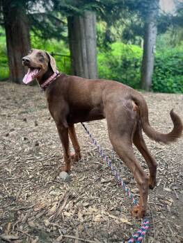 Rescue Doberman Pinscher Dogs for Adoption in Bothell, Washington - Apollo | PetCurious