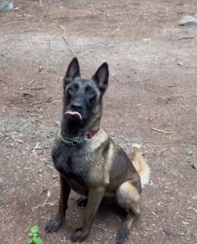Belgian Shepherd Malinois Dogs Available for Adoption in Pasadena, California - Nyrah | PetCurious