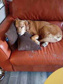 Labrador Retriever Dogs Available for Adoption - Josie | PetCurious