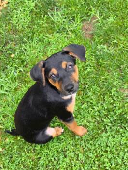 Jade -  Mixed Breed Dog for Adoption in Roxbury Township, New Jersey - Jade | PetCurious