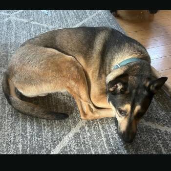Nick -  Terrier and Mixed Breed Dog for Adoption in Indianapolis, Indiana - Nick | PetCurious