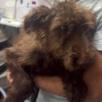 Twelvet -  Poodle and Mixed Breed Dog for Adoption in Fredericksburg, Virginia - Twelvet | PetCurious