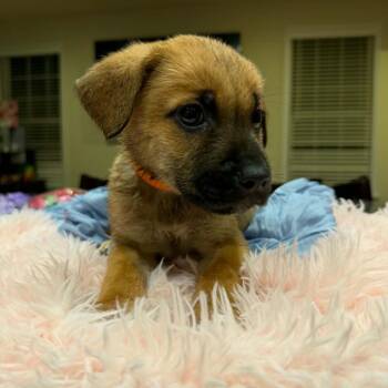 Puppy Orange -  Bullmastiff and German Shepherd Dog Dog for Adoption in Manchester, Pennsylvania - Puppy Orange | PetCurious