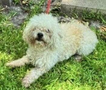 Scottie ~FOSTER or FOSTER TO ADOPT NEEDED ~ -  Poodle Dog for Adoption in Minneapolis, Minnesota - Scottie ~FOSTER Or FOSTER TO ADOPT NEEDED ~ | PetCurious