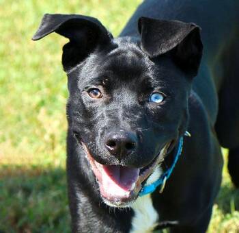 Diesel (AO37431) -  Labrador Retriever Dog for Adoption in Kansas City, Kansas - Diesel (AO37431) | PetCurious