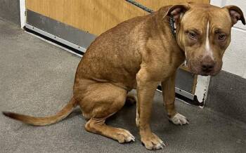 Pit Bull Terrier Dogs Available for Adoption - FANTA | PetCurious