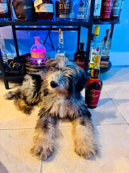 Weller -  Bernese Mountain Dog and Poodle Dog for Adoption in Valrico, Florida - Weller | PetCurious