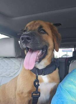 Cliff -  Labrador Retriever and Basset Hound Dog for Adoption in Glocester, Rhode Island - Cliff | PetCurious