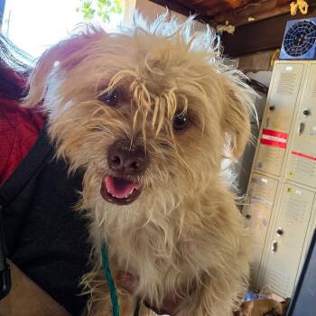 Nutmeg -  Mixed Breed Dog for Adoption in Leander, Texas - Nutmeg | PetCurious