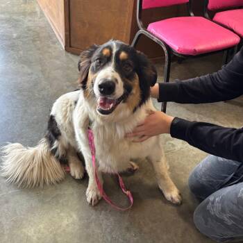 Australian Shepherd Dogs Available for Adoption in Brookfield, Missouri - Sassy | PetCurious