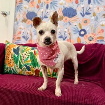 Chihuahua Dogs Available for Adoption in Friendswood, Texas - Matilda Darling The Teeny Tiny Sweetie | PetCurious