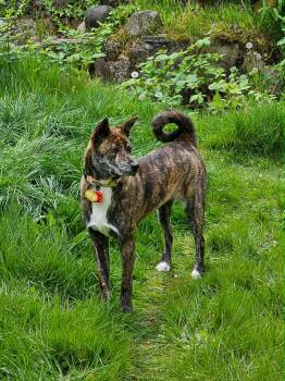 Scarlette -  Jindo Dog for Adoption in Puyallup, Washington - Scarlette | PetCurious