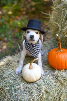 Rescue Australian Cattle Dog Blue Heeler and Hound Dogs for Adoption in Bonifay, Florida - Pete (Coming Soon) | PetCurious