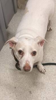 Terrier and Mixed Breed Dogs Available for Adoption in Honolulu, Hawaii - Radar | PetCurious