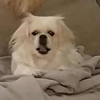 Rescue Pekingese and Maltipoo Dogs for Adoption in Tylertown, Mississippi - Gidget | PetCurious