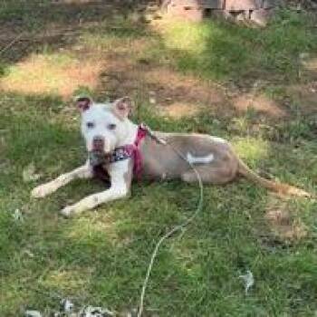 Edgar D11850 -  Pit Bull Terrier Dog for Adoption - Edgar D11850 | PetCurious