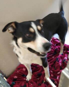 Australian Shepherd Dogs Available for Adoption in Pocatello, Idaho - Baxter | PetCurious