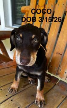 CoCo -  Labrador Retriever and Mixed Breed Dog for Adoption in North Richland Hills, Texas - CoCo | PetCurious