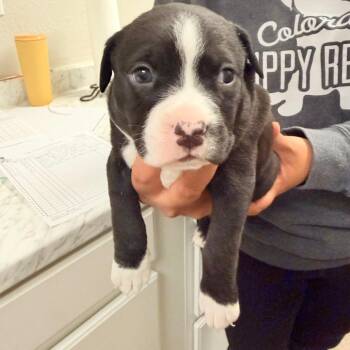 Pit Bull Terrier Dogs Available for Adoption in Parker, Colorado - 421 (2026) Mitch | PetCurious