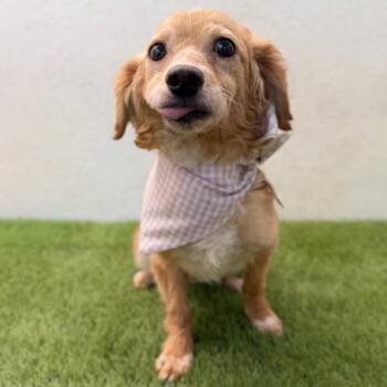 Wanda -  Dachshund and Terrier Dog for Adoption in San Diego, California - Wanda | PetCurious