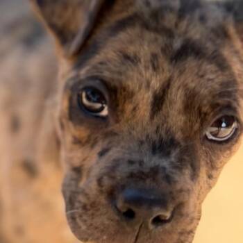 Atlas -  Catahoula Leopard Dog Dog for Adoption in Madison, Wisconsin - Atlas | PetCurious