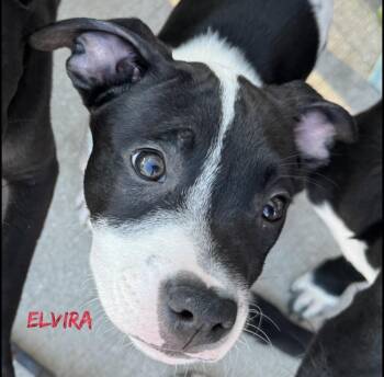 Elvira -  Rat Terrier and Pit Bull Terrier Dog for Adoption in Fort Pierce, Florida - Elvira | PetCurious