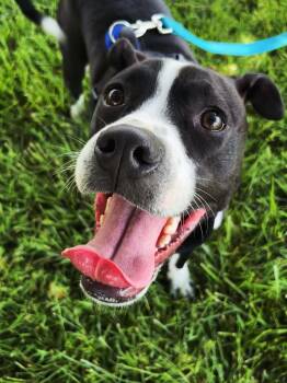 Bubba -  Boxer Dog for Adoption in Campbellsville, Kentucky - Bubba | PetCurious