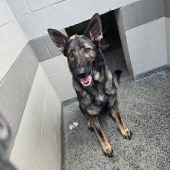 Duke -  Mixed Breed Dog for Adoption in Jeffersonville, Indiana - Duke | PetCurious