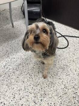 Carly -  Mixed Breed Dog for Adoption in Atlanta, Georgia - Carly | PetCurious