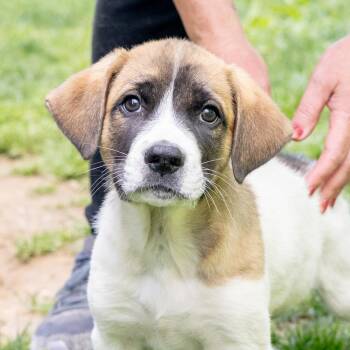 Saint Bernard and Beagle Dogs Available for Adoption in West Grove, Pennsylvania - Scrabble  (Male)    Avail  5/23 | PetCurious