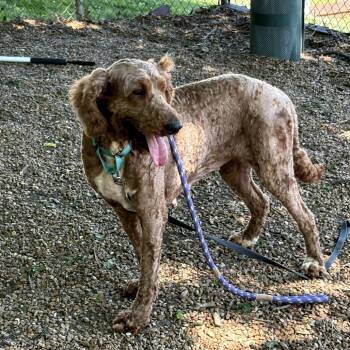 Cherri -  Standard Poodle and Mixed Breed Dog for Adoption in Nashville, Tennessee - Cherri | PetCurious