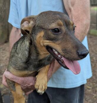 Penniwinkle -  Dachshund and Terrier Dog for Adoption in Milner, Georgia - Penniwinkle | PetCurious