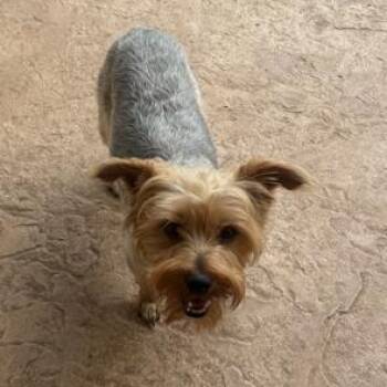 Yorkshire Terrier Dogs Available for Adoption in Williston, Vermont - Mia | PetCurious