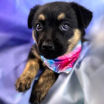 Adele -  Shepherd and Australian Kelpie Dog for Adoption in Boerne, Texas - Adele | PetCurious