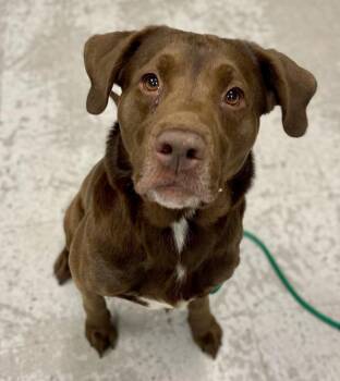 *Milkshake* -  Labrador Retriever Dog for Adoption in Salt Lake City, Utah - *Milkshake* | PetCurious