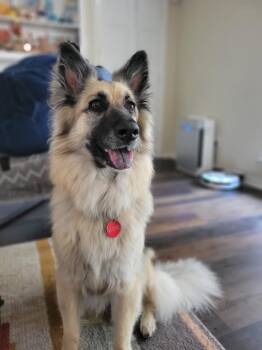 25-068 Zola -  Shepherd and Collie Dog for Adoption in Richardson, Texas - 25-068 Zola | PetCurious