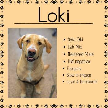 Yellow Labrador Retriever Dogs Available for Adoption in Junction City, Kansas - Loki | PetCurious