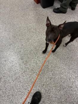 Zinnia -  Terrier and Mixed Breed Dog for Adoption in Gastonia, North Carolina - Zinnia | PetCurious