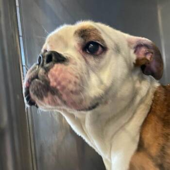 English Bulldog Dogs Available for Adoption in Des Moines, Iowa - Scarf | PetCurious